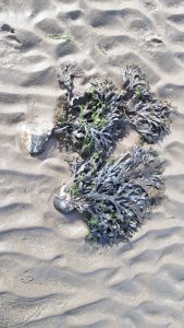 Irish Seaweed 1