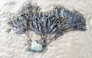 Irish Seaweed 4